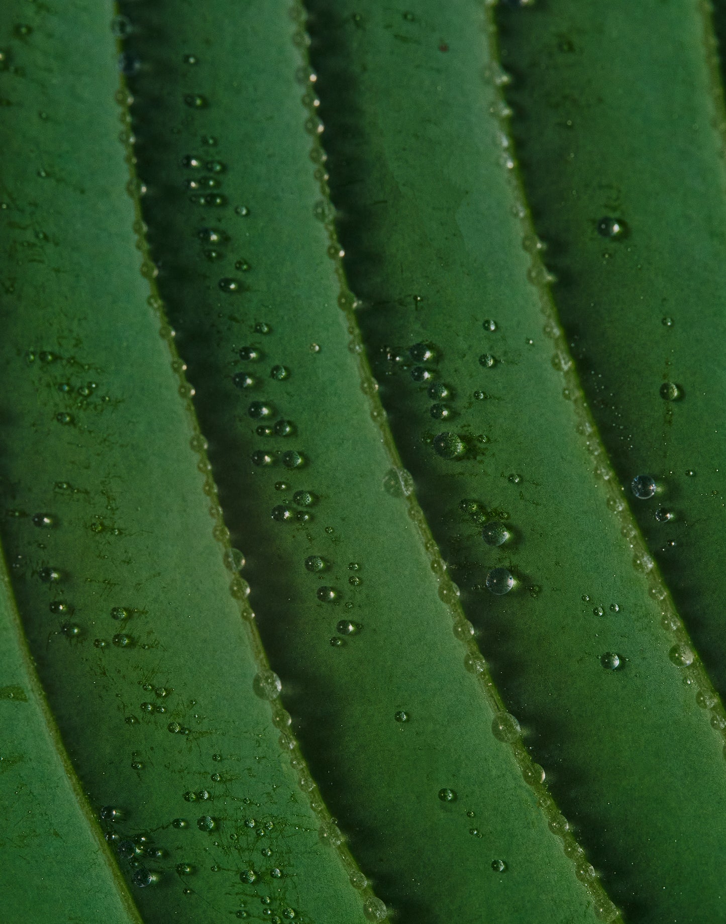 Haze Running Fabric Mist