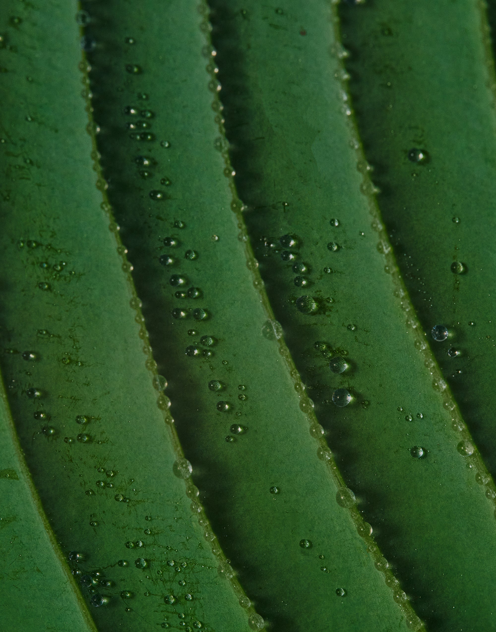 Haze Running Fabric Mist