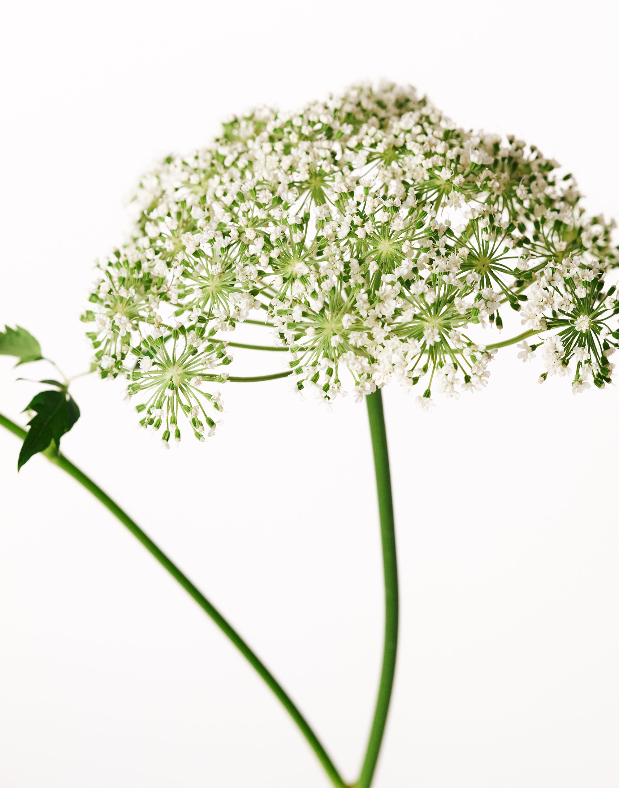 Haze Running Fabric Mist